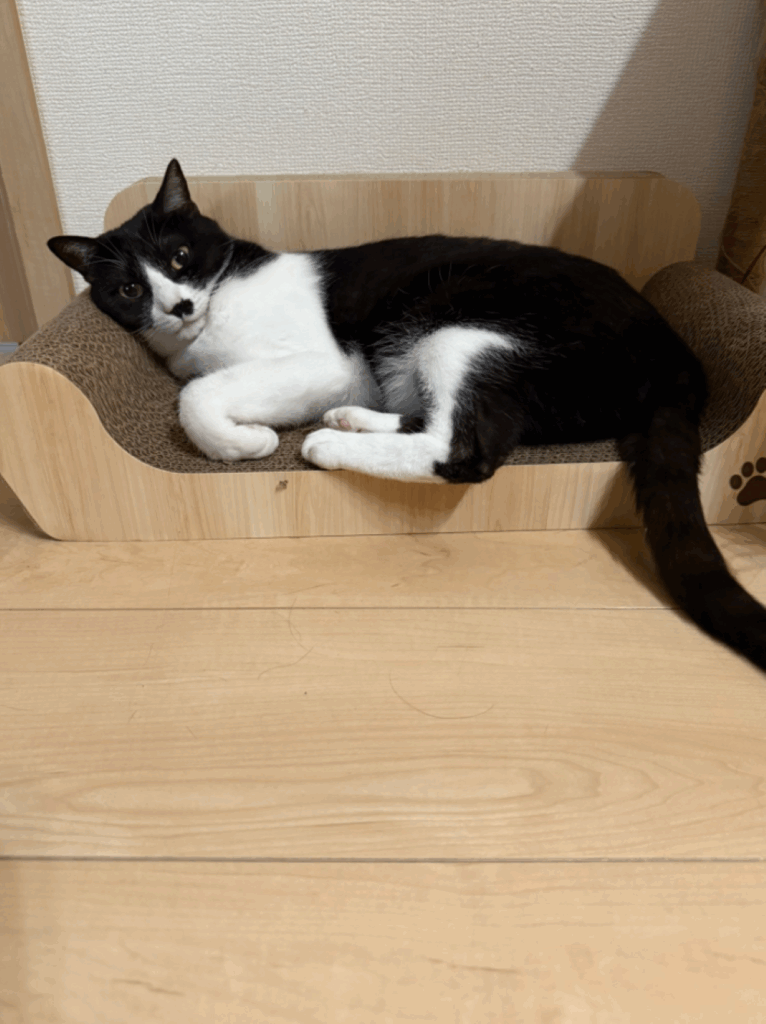 ちょびちゃん（＠chobibiv3さんより提供）