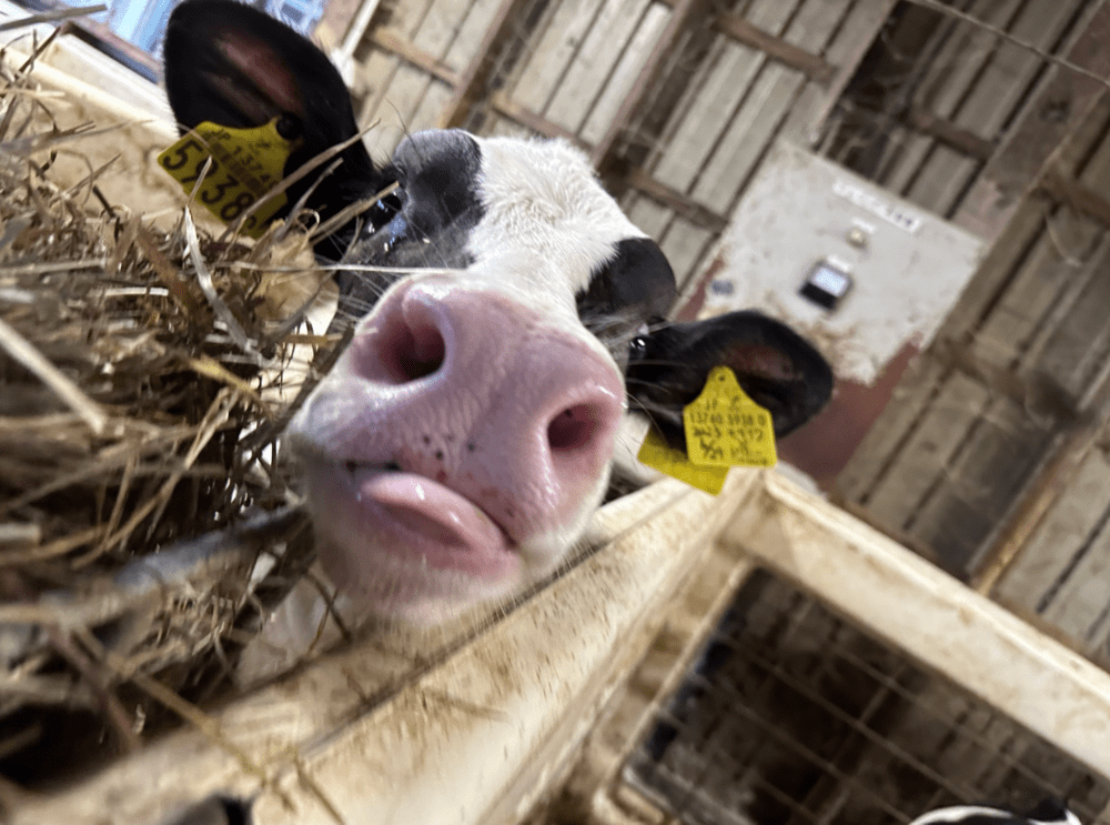 まだミルク飲んでいる時期（生後1ヶ月頃）①（@mominoki_farmさんより提供）