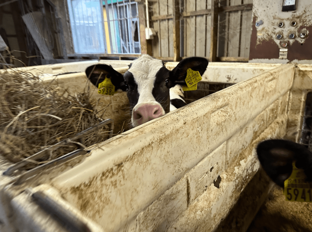 【実際の写真】強烈な牛の寝顔