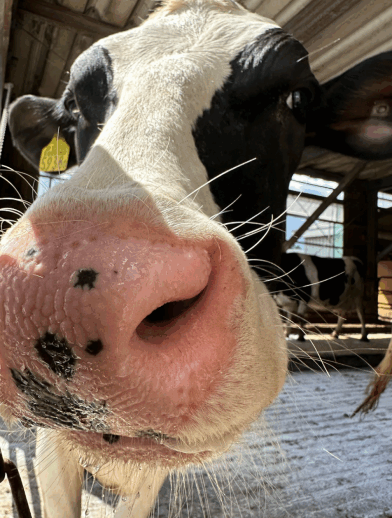 雪の中飛び出すことも（@mominoki_farmさんより提供）