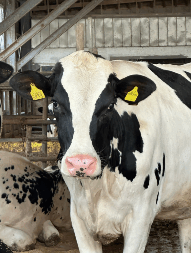 普段の様子（@mominoki_farmさんより提供）