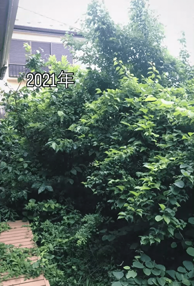 雑草まみれだった庭　→素人が対処法を調べた結果…「なんて素敵なお庭」「景色最高ですね」「羨ましい」