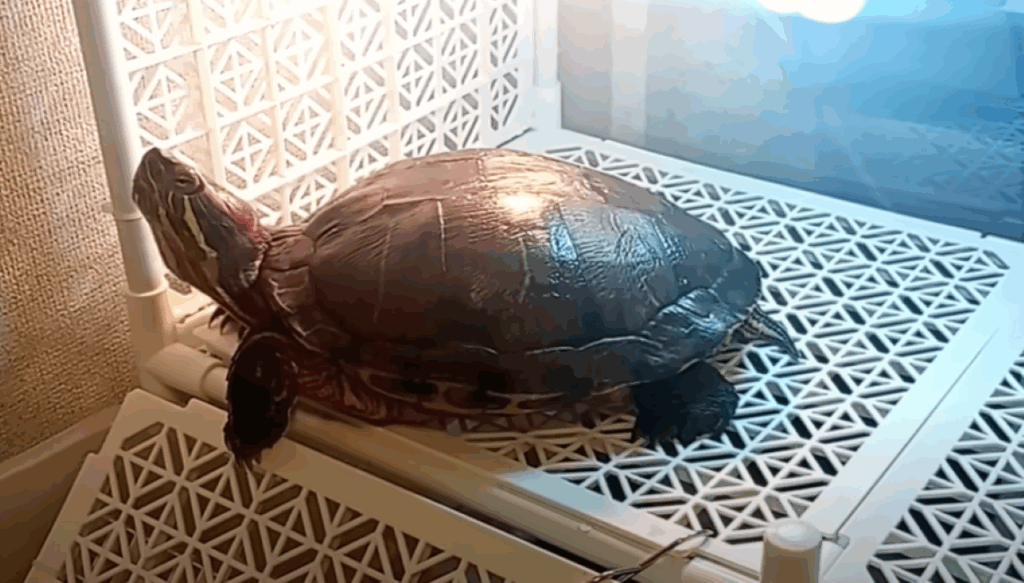 ミドリガメのぐいちゃん（＠neko_natsubonさんより提供）