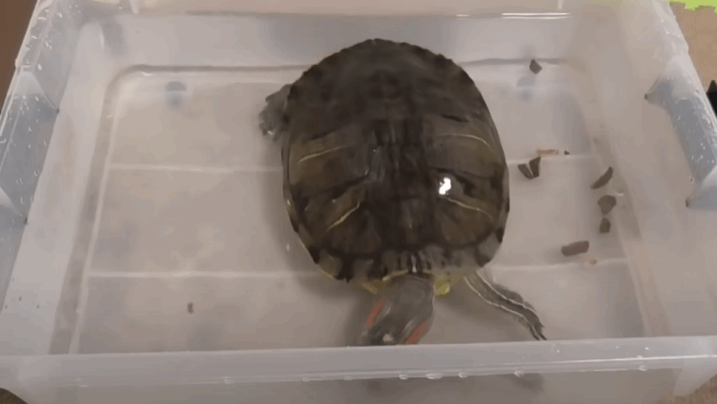 衣装ケースで泳ぐぐいちゃん（＠neko_natsubonさんより提供）