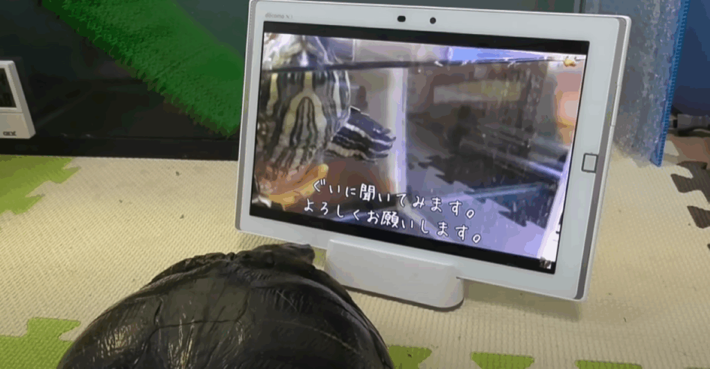 当時の映像を見るぐいちゃん（＠neko_natsubonさんより提供）