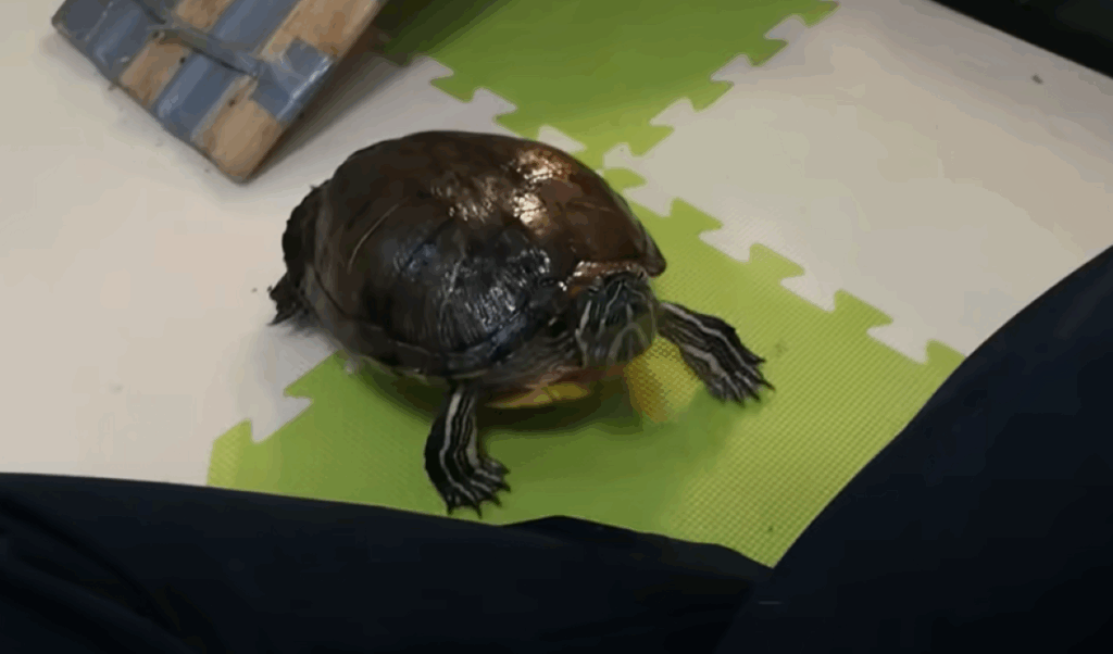 【実際の写真9枚】　２１年後の様子