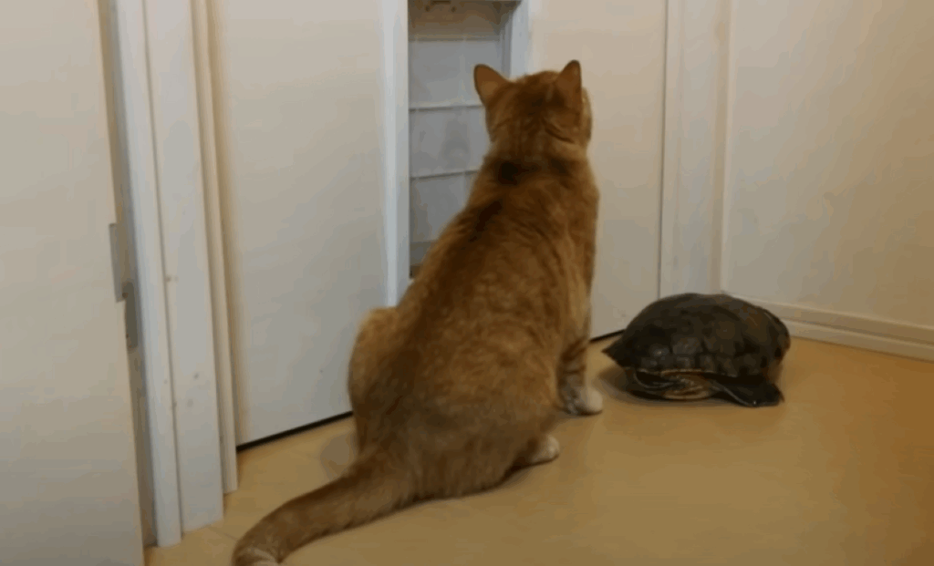 はるちゃんとぐいちゃん（＠neko_natsubonさんより提供）