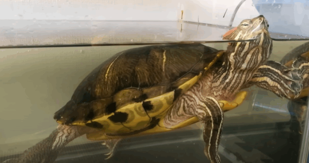 水槽で過ごすぐいちゃん（＠neko_natsubonさんより提供）