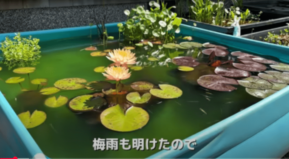 200匹のメダカが泳ぐプール　水を“全部”抜いた結果→「ずっと見ていたい」「愛情が感じられます」