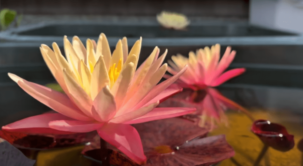 【実際の写真】水を全部抜いた結果