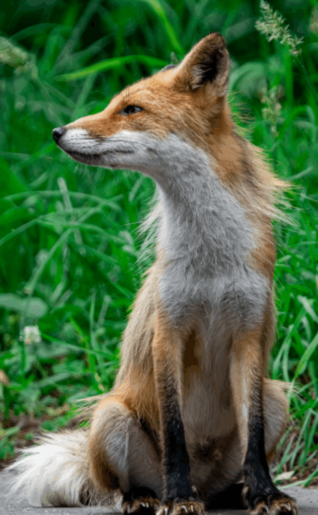 撮影したキタキツネ①（＠arata_photo1121さんより提供）