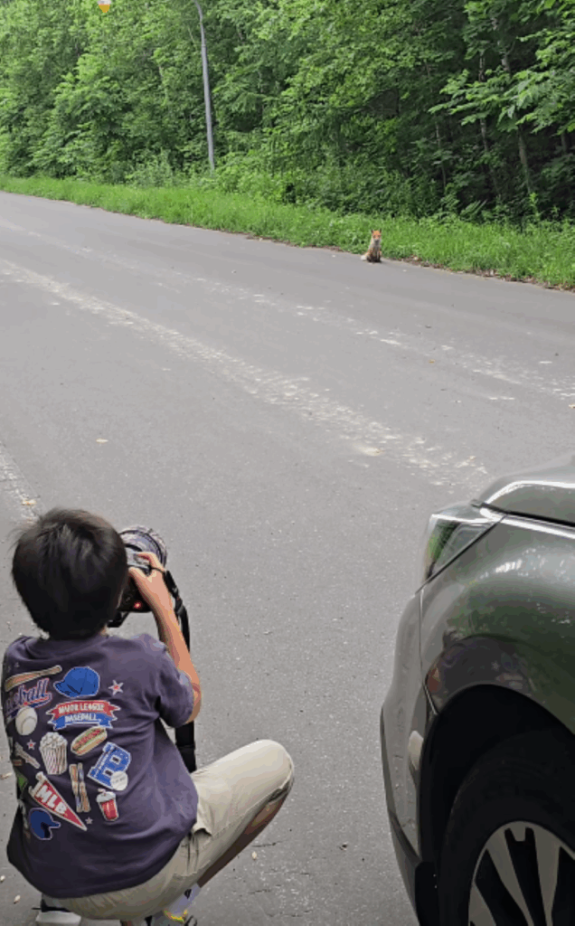 キタキツネと遭遇（＠arata_photo1121さんより提供）