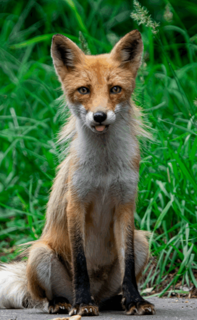 撮影したキタキツネ②（＠arata_photo1121さんより提供）