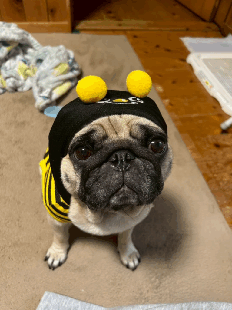 普段のうめちゃん①（@Umechanpagさんより提供）