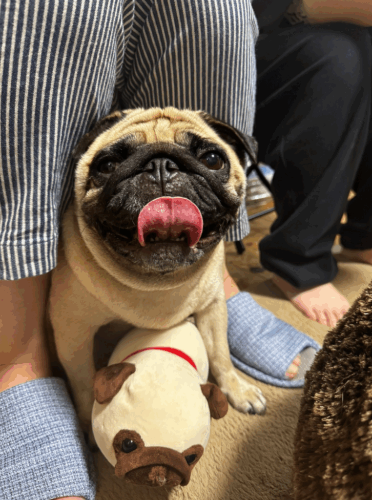 普段のうめちゃん②（@Umechanpagさんより提供）