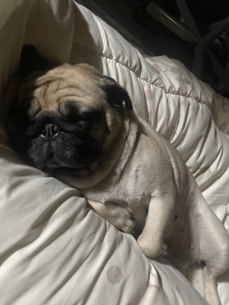 普段のうめちゃん③（@Umechanpagさんより提供）