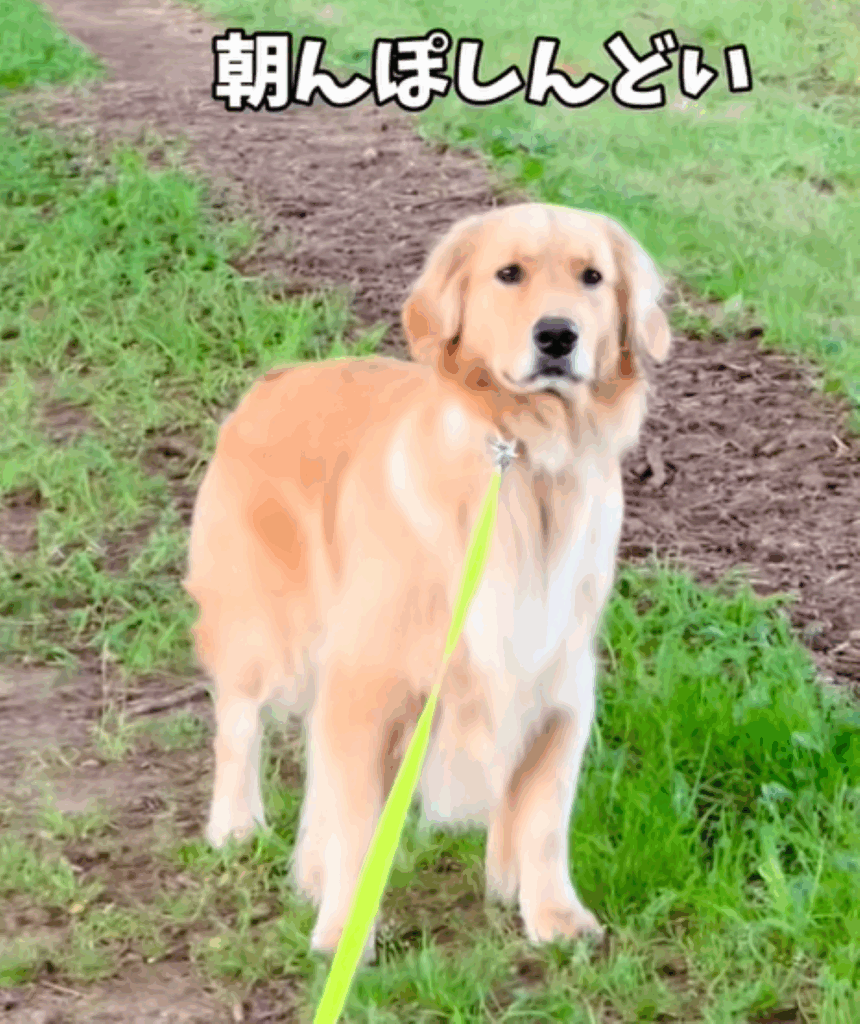 朝んぽ中のフィオレちゃん①（＠02fiore01さんより提供）