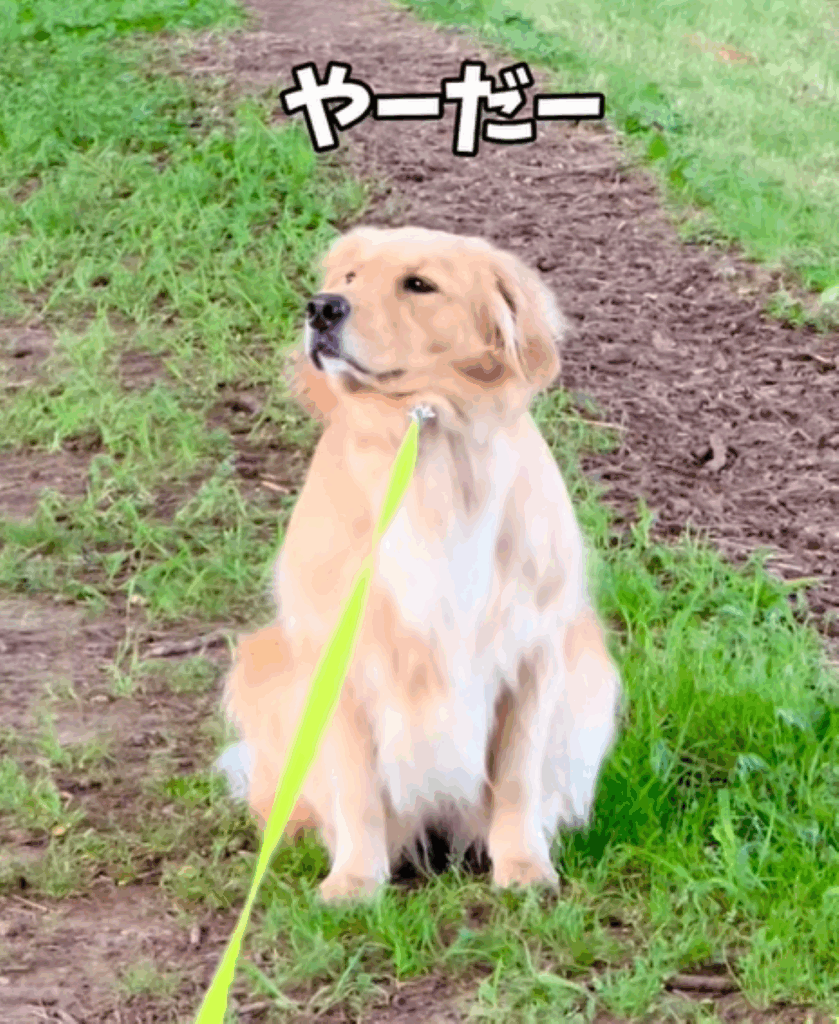 朝んぽ中のフィオレちゃん③（＠02fiore01さんより提供）