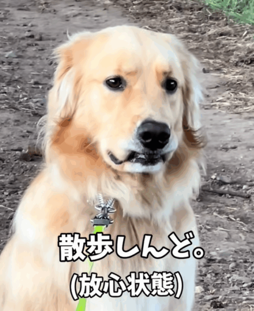 朝んぽ中のフィオレちゃん②（＠02fiore01さんより提供）