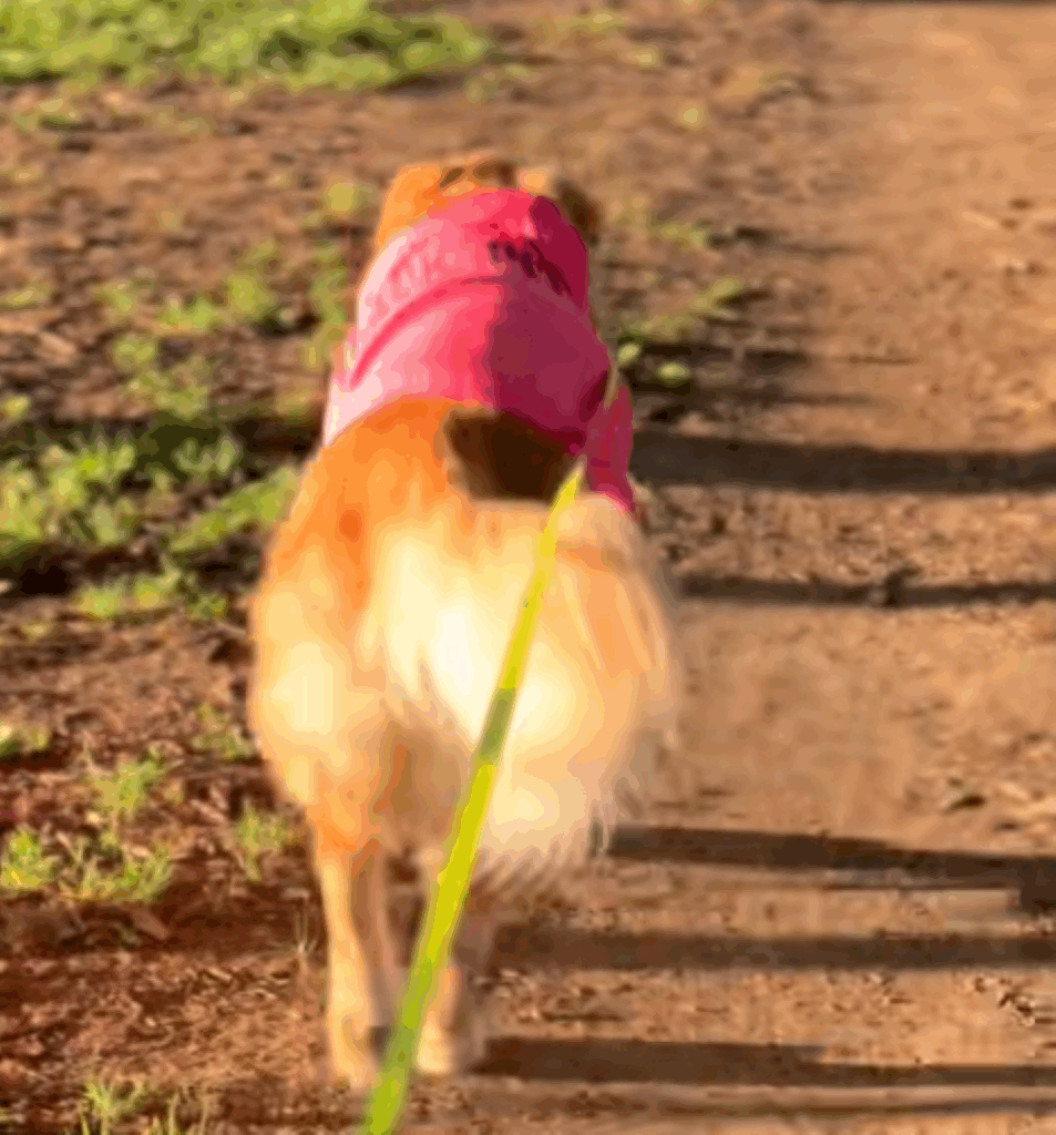 朝んぽ中のフィオレちゃん⑤（＠02fiore01さんより提供）