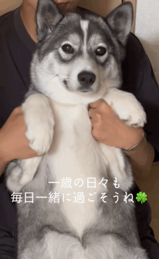 はまちちゃんの表情⑥（＠hamachi_channelさんより提供）