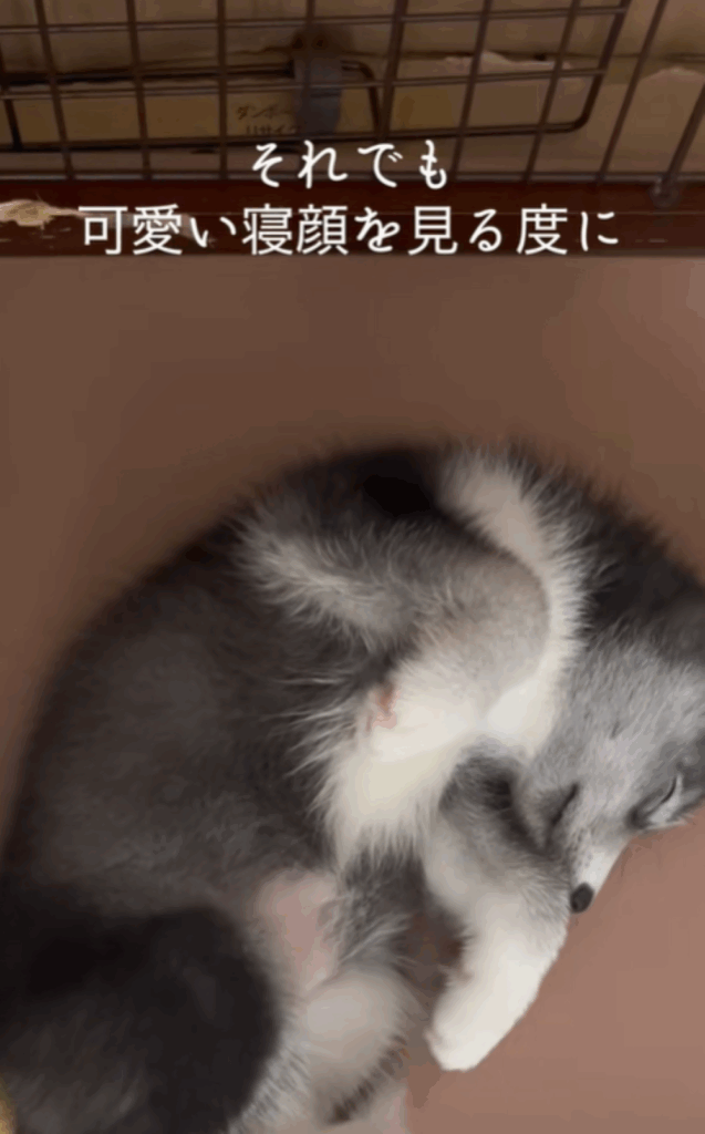 はまちちゃんの表情③（＠hamachi_channelさんより提供）