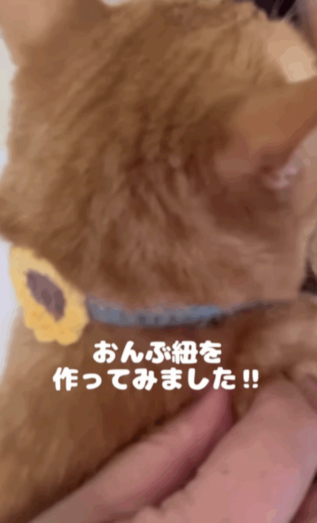 【実際の写真6枚】　対策した結果