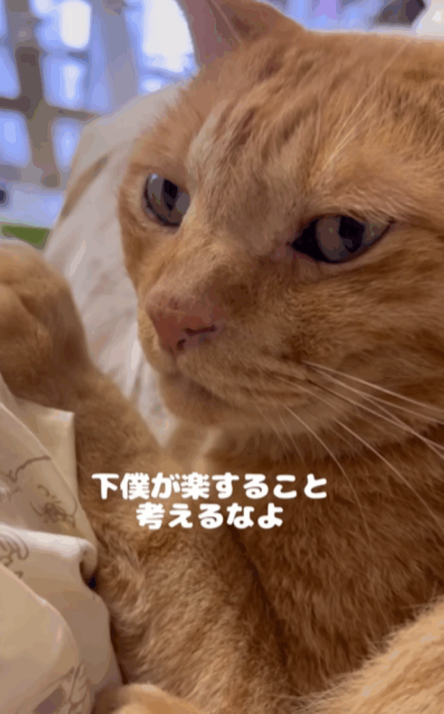 11歳のちまきくん（＠espritdelangeさんより提供）