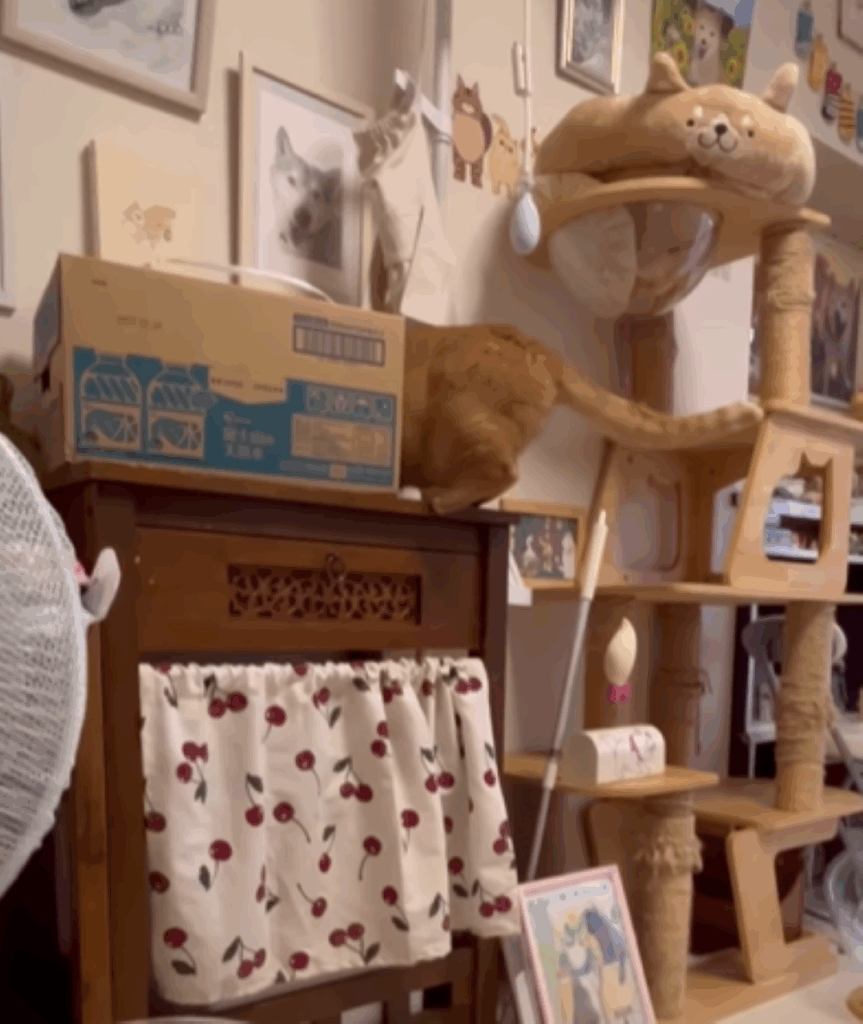 箱に入るちまきくん（＠espritdelangeさんより提供）