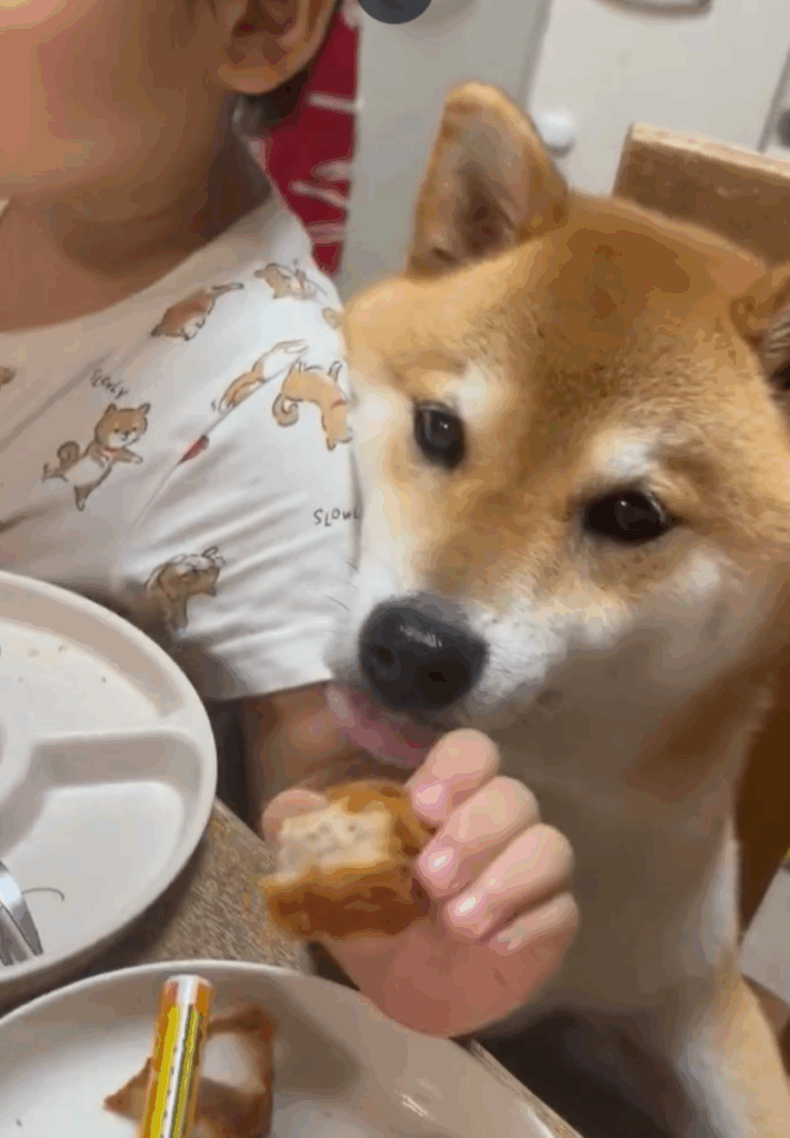 ご飯を狙うよもぎくん②（＠yomogi_shibainuさんより提供）