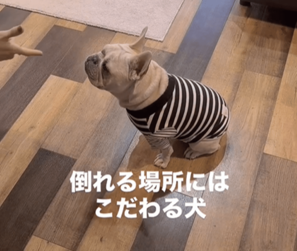 飼い主「バーン」→すると…愛犬がとった行動に「なんて面白くて可愛いの」「かしこい子」