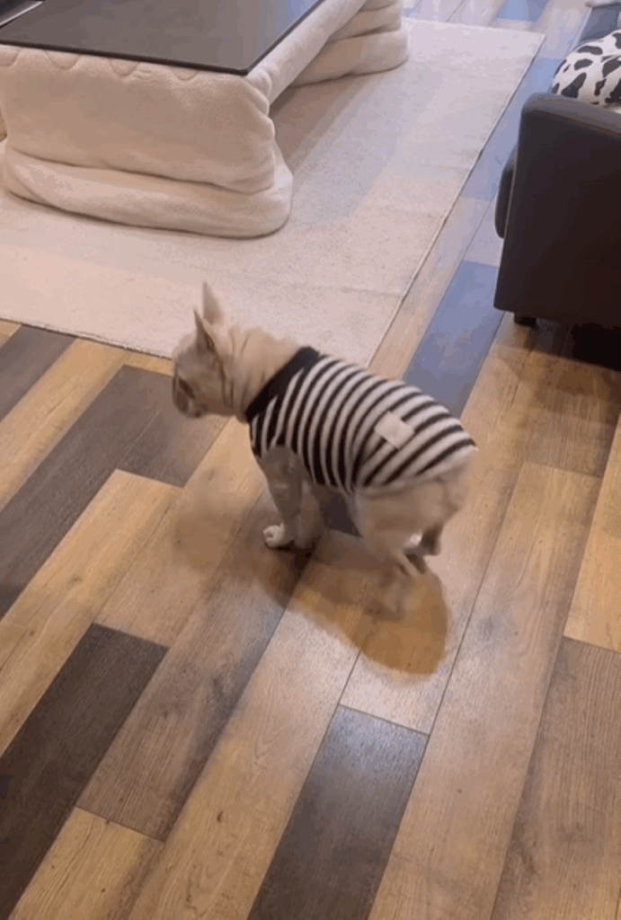 【実際の写真5枚】　飼い主さんが見た光景