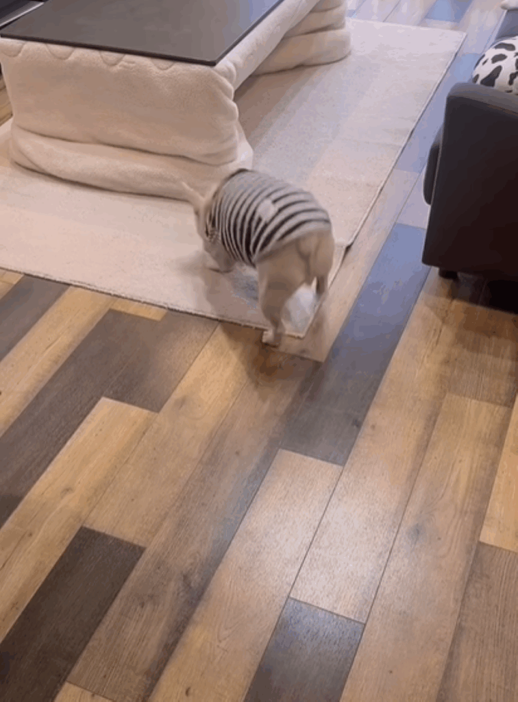 ラグに向かうこまつくん②（＠komatsukun.frenchieさんより提供）