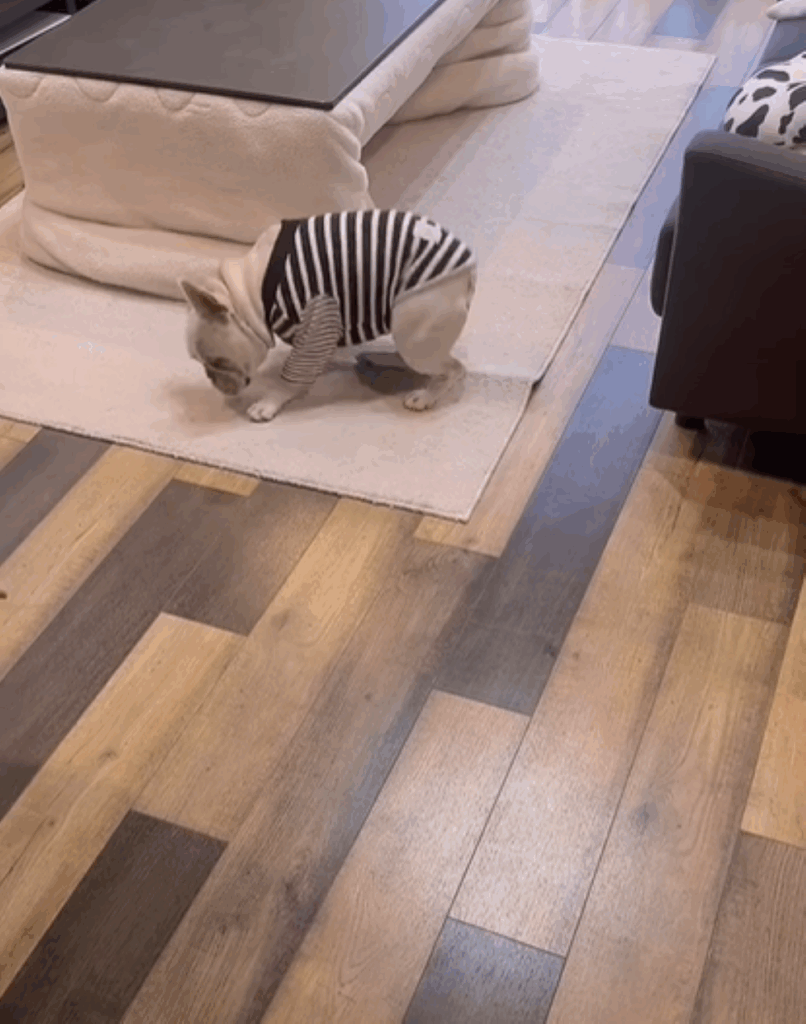 倒れようとするこまつくん（＠komatsukun.frenchieさんより提供）