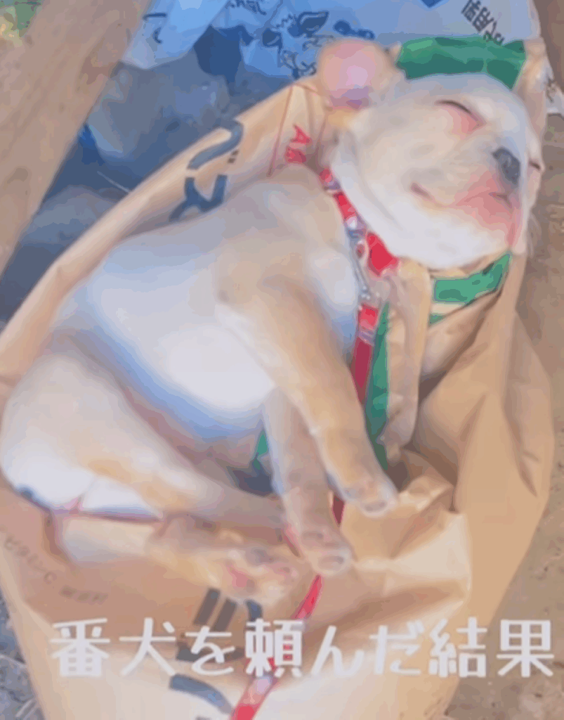 番犬まるこちゃん（＠ishigaki_ushikaiさんより提供）