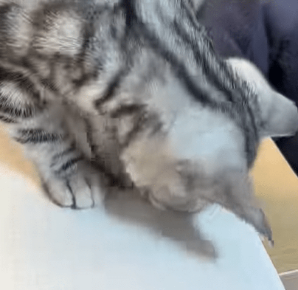 【実際の写真7枚】飼い主さんが見た光景