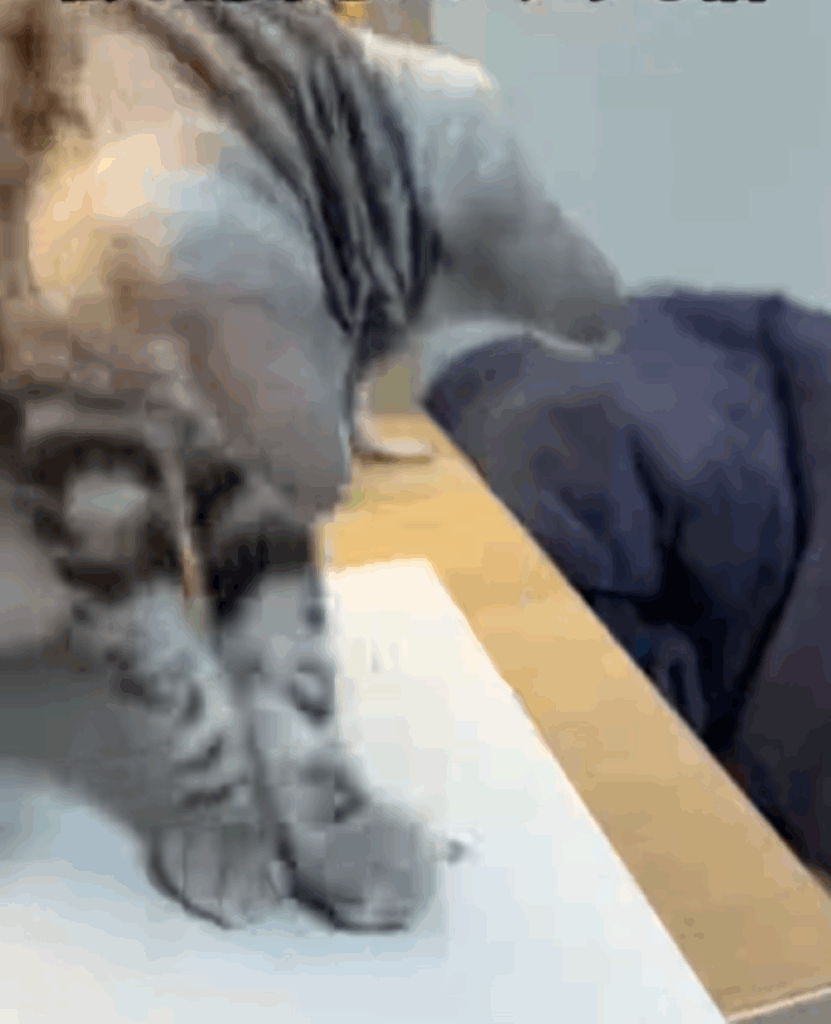 ノートにパンチし続けるタルトちゃん②（＠nenene___koさんより提供）