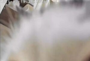 外出中…カメラを見た飼い主「！？」愛猫の姿に…「クレオパトラかな」「お化粧してるみたい」