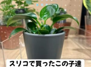 300円ショップで購入した植物を育ててみた結果…　→予想外の変化に「すごい」「愛情持って育てられてんですね」「素敵」