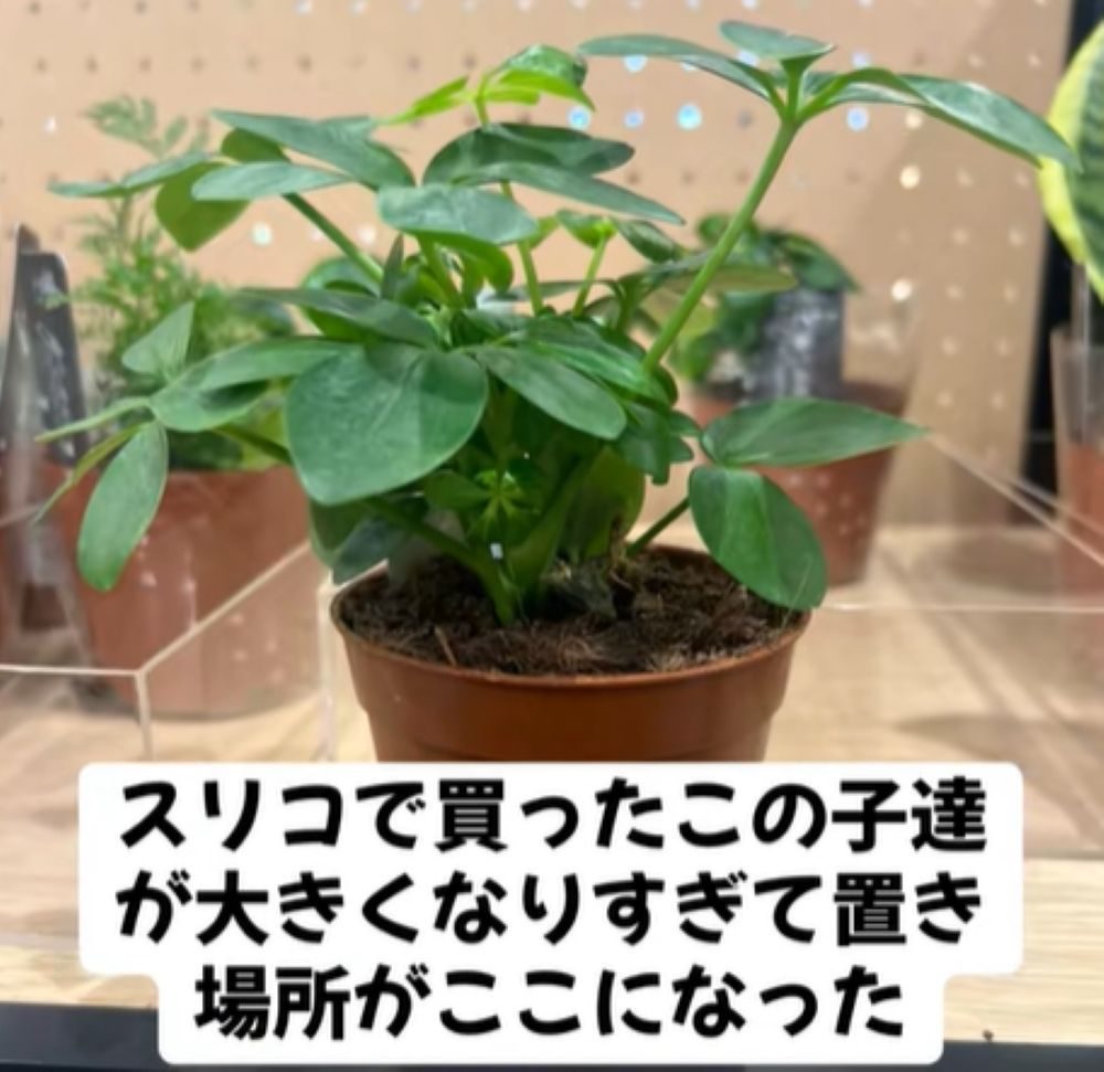 【実際の写真7枚】　４年後の様子