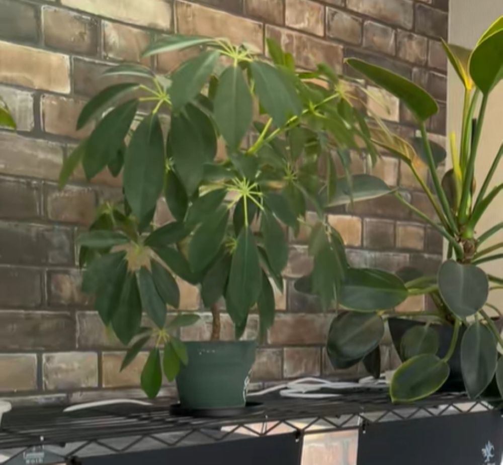 大きくなった様子①（＠m.plants921さんより提供）