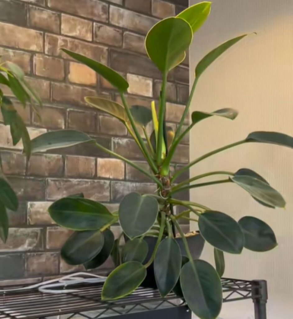 大きくなった様子②（＠m.plants921さんより提供）