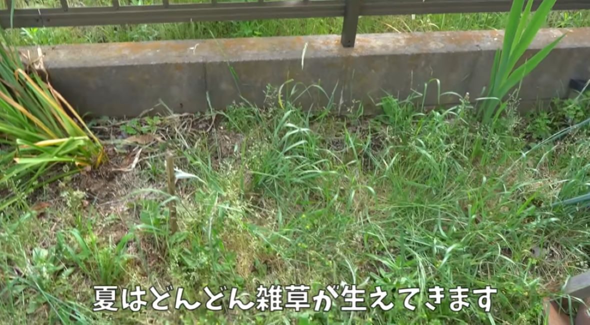 気が付くと生えてくる雑草に……「やってみます」驚きの活用術に反響の声