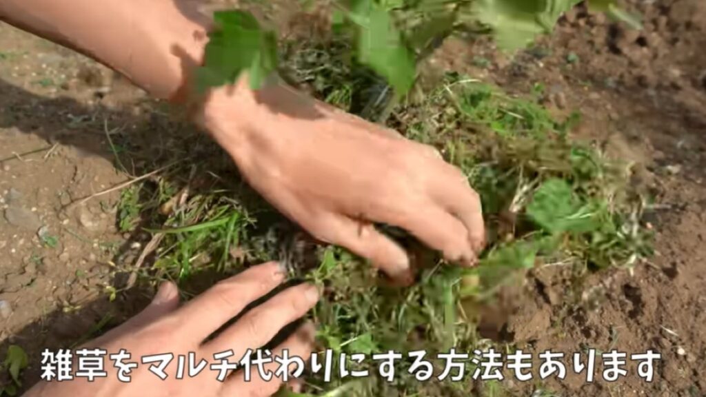 マルチ代わりに（＠noringoさんより提供）