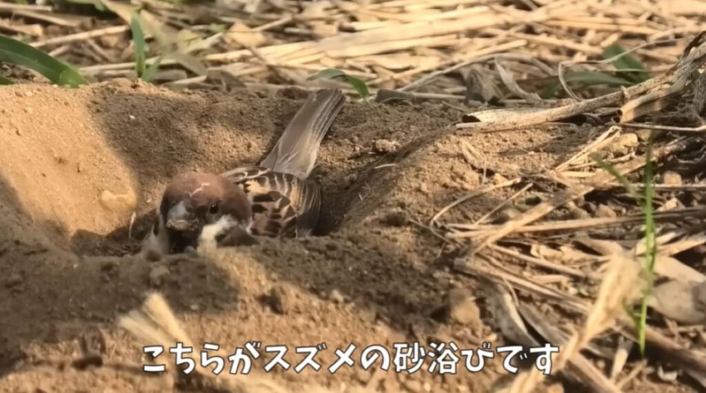 すずめの砂浴び（＠noringoさんより提供）