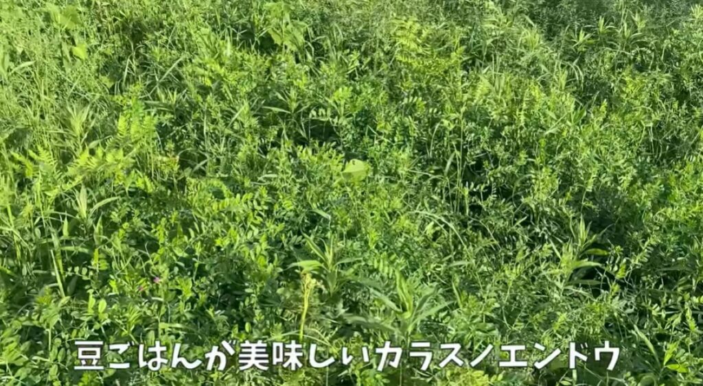 食べられる雑草（＠noringoさんより提供）