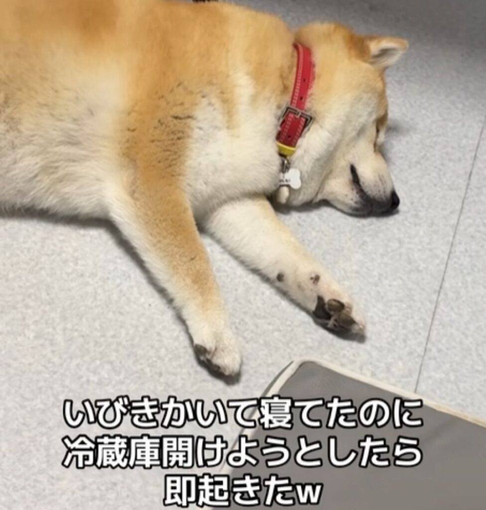 気持ちよさそうに眠るポポちゃん（＠popo.ribu.ramu48さんより提供）