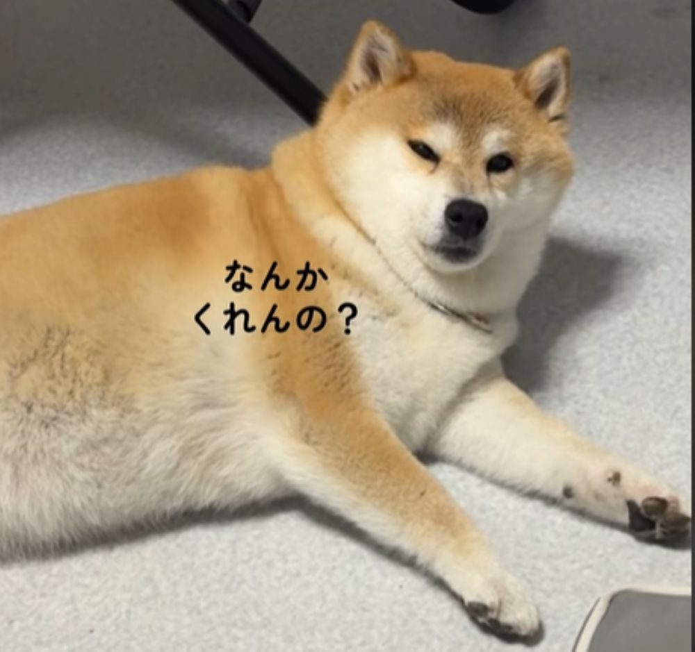 急に起き上がりました（＠popo.ribu.ramu48さんより提供）