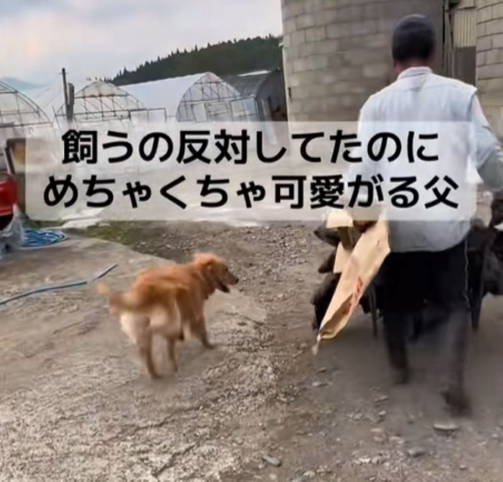 お父さんについていくオリーブちゃん（＠olive__goldenretrieverさんより提供）