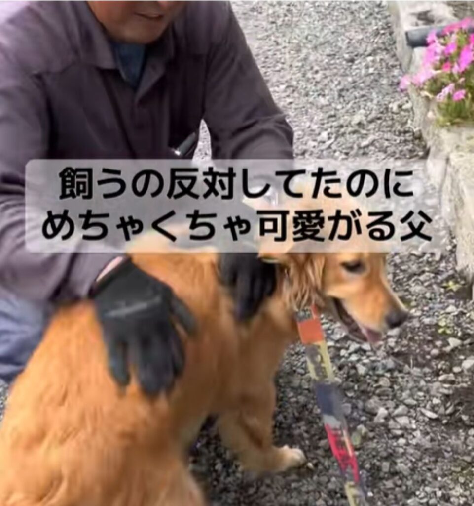 なでなで（＠olive__goldenretrieverさんより提供）